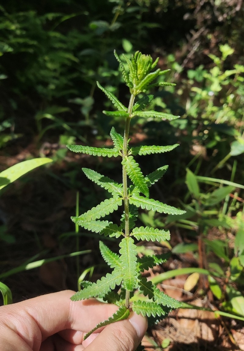 Pedicularis comptoniifolia photo 2