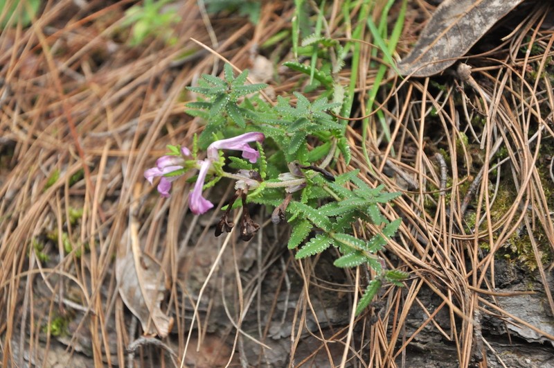 Pedicularis comptoniifolia photo 3
