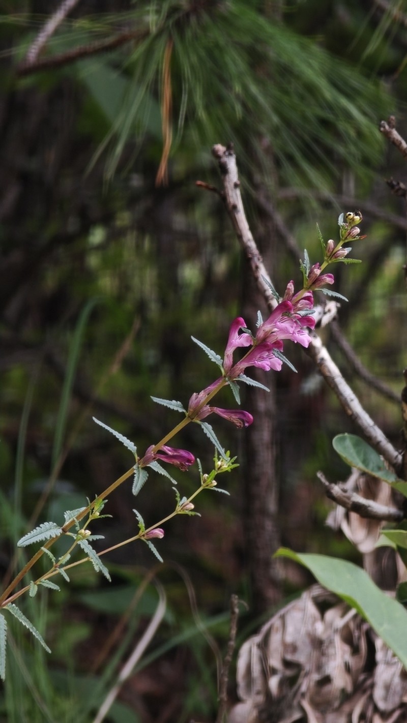 Pedicularis comptoniifolia photo 4