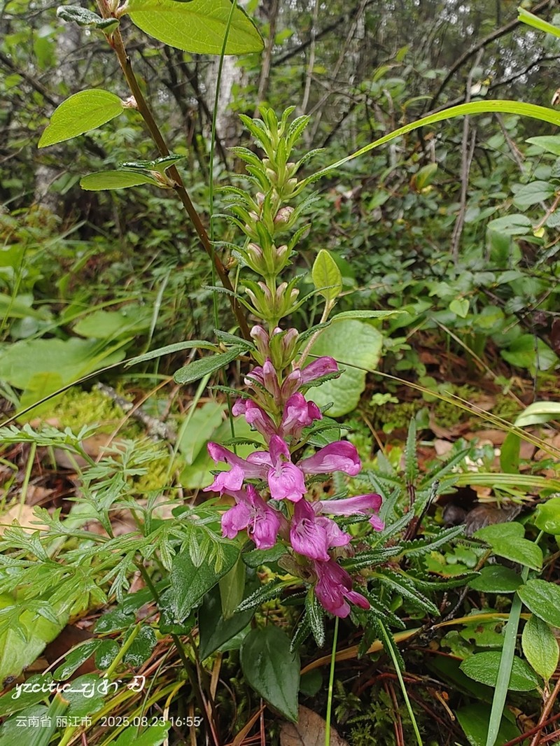 Pedicularis comptoniifolia photo 7