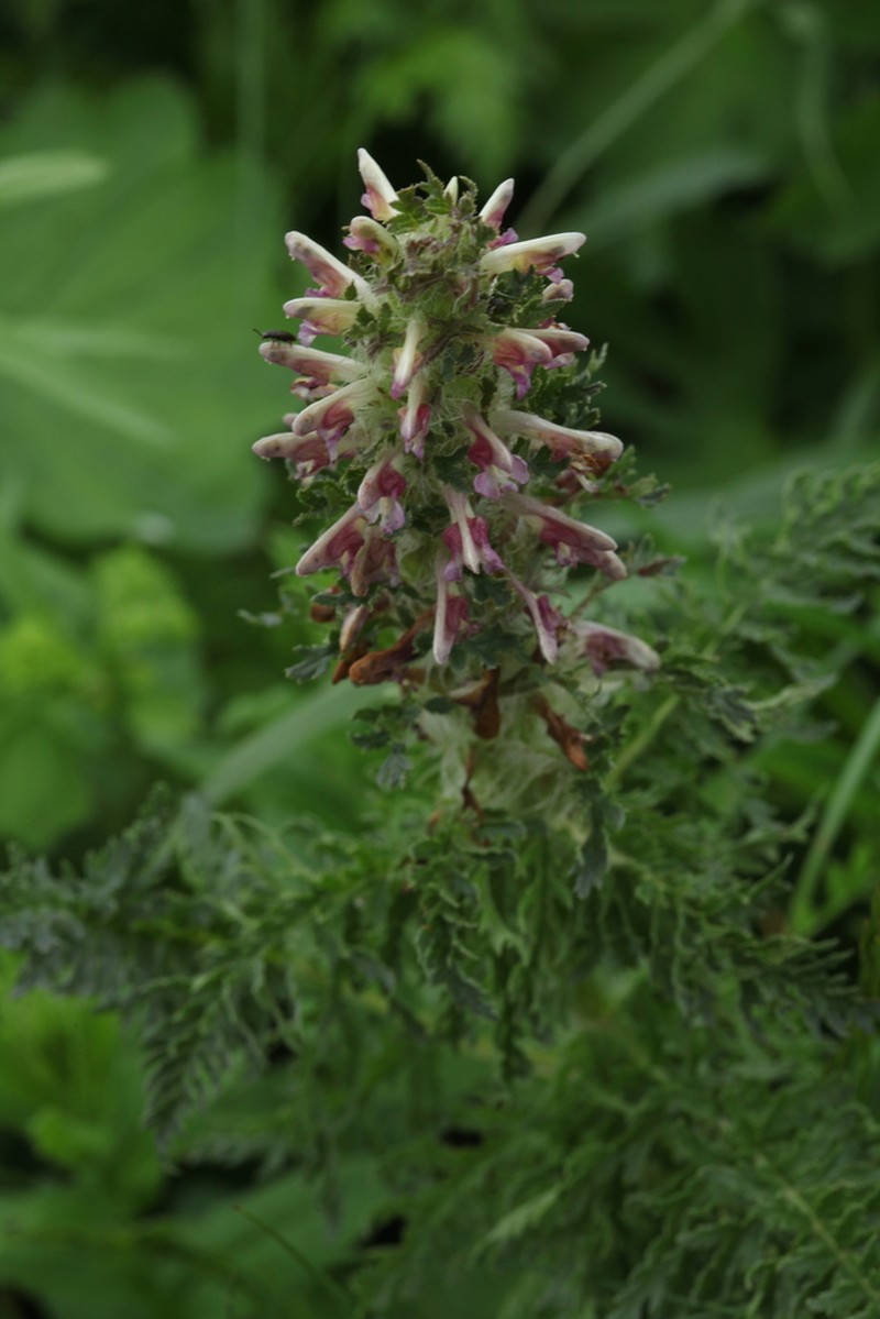 Pedicularis condensata