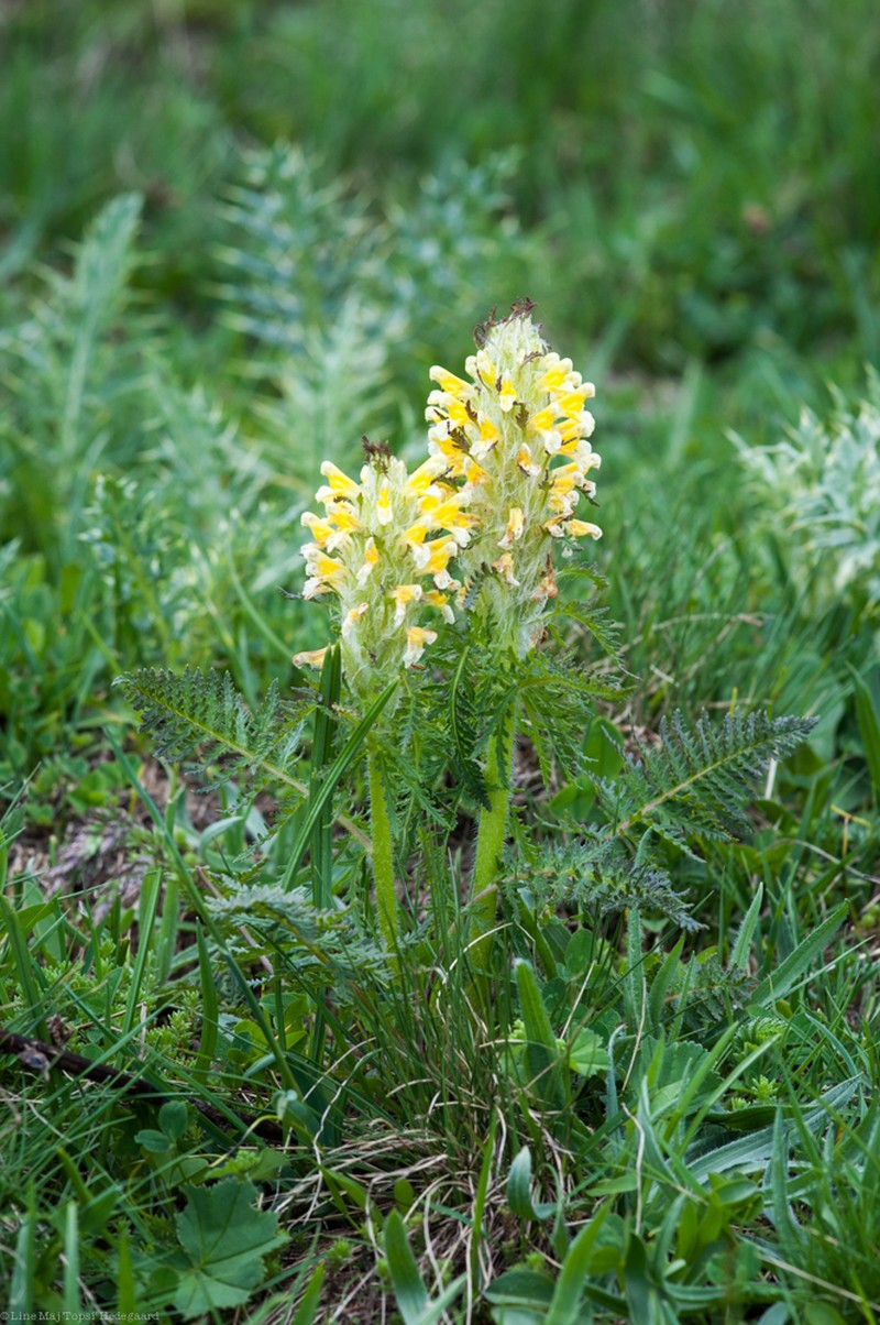 Pedicularis condensata photo 2