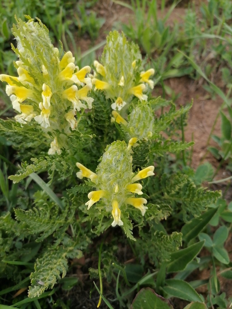 Pedicularis condensata photo 3