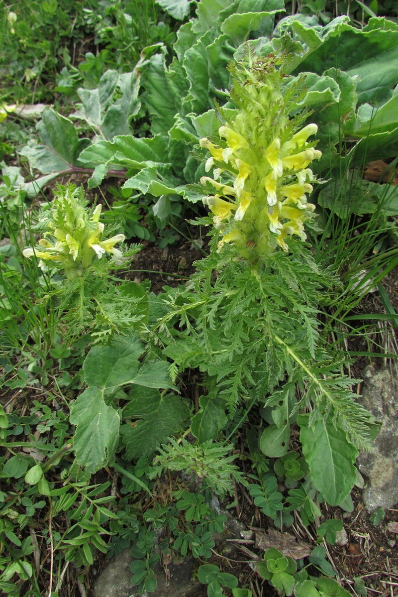 Pedicularis condensata photo 4