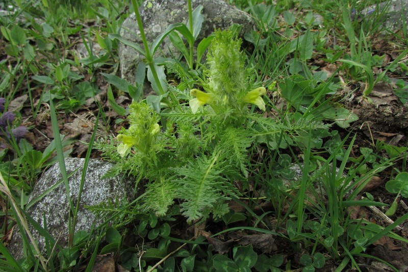 Pedicularis condensata photo 5