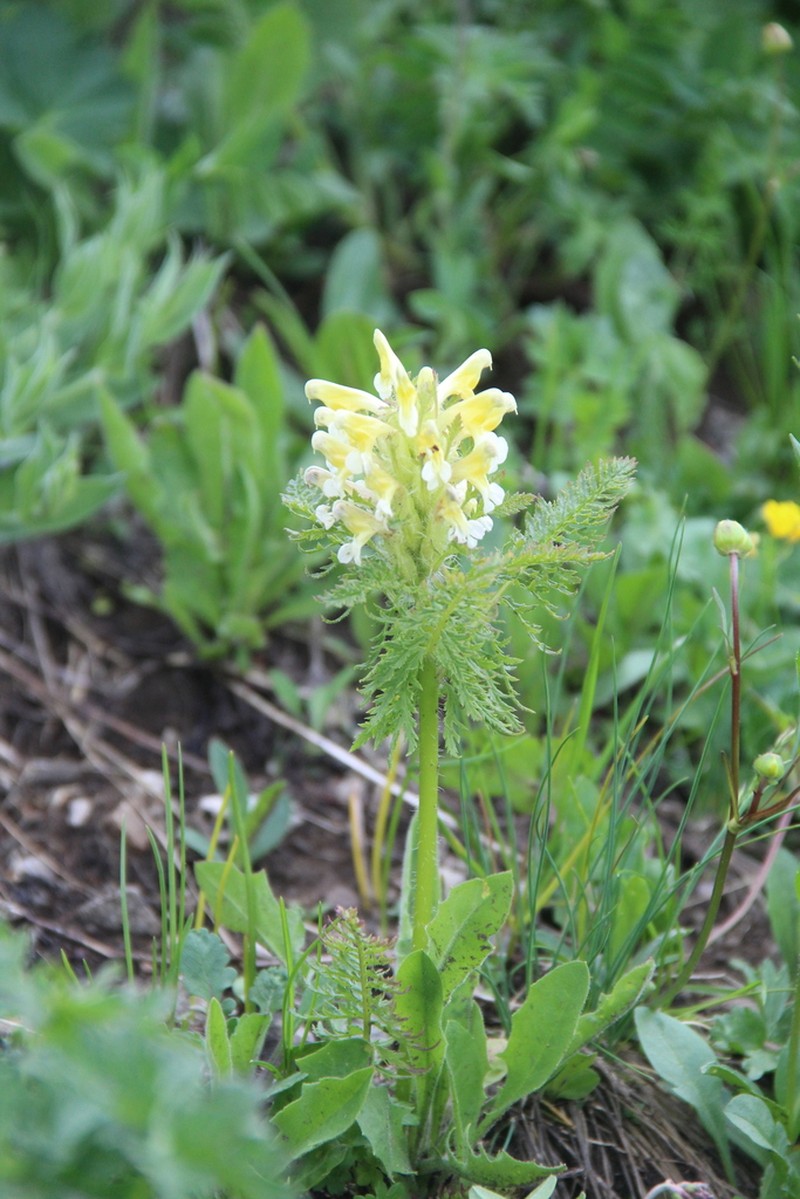 Pedicularis condensata photo 6