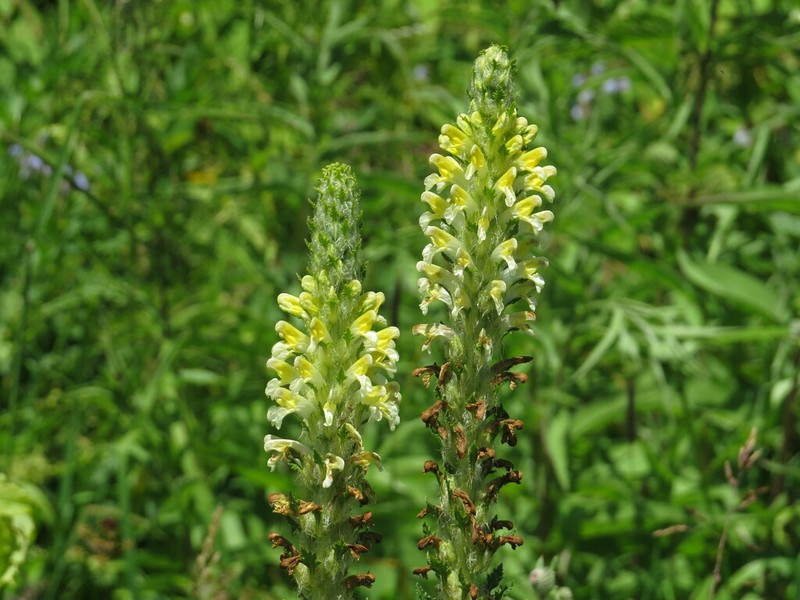 Pedicularis condensata photo 7