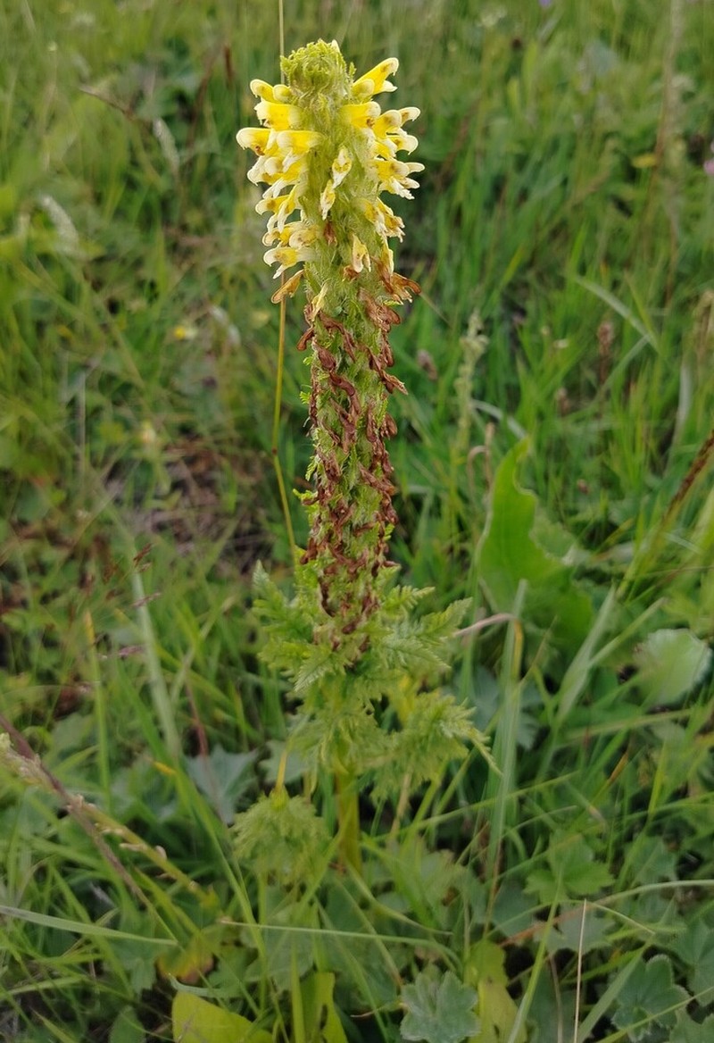 Pedicularis condensata photo 8