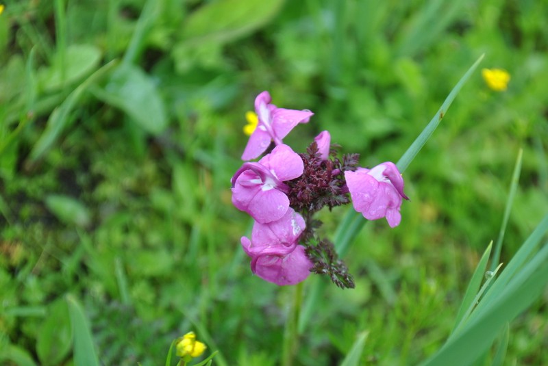 Pedicularis confertiflora