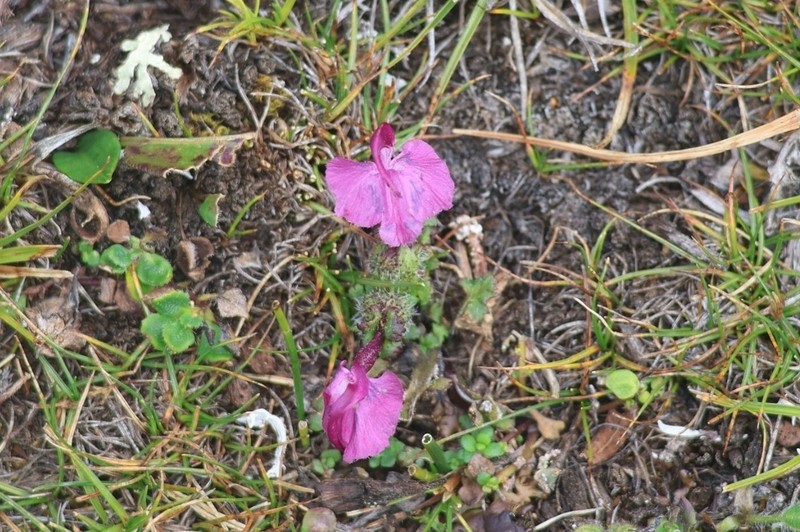 Pedicularis confertiflora photo 2