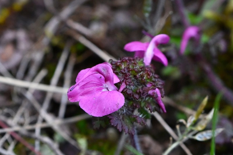 Pedicularis confertiflora photo 3