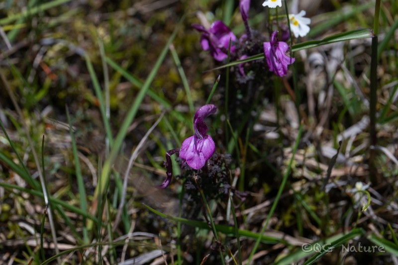 Pedicularis confertiflora photo 4