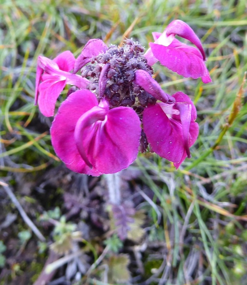 Pedicularis confertiflora photo 5