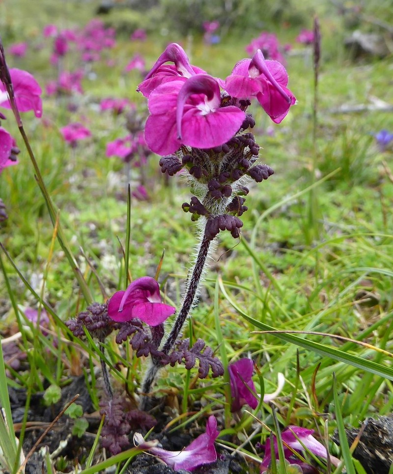 Pedicularis confertiflora photo 6