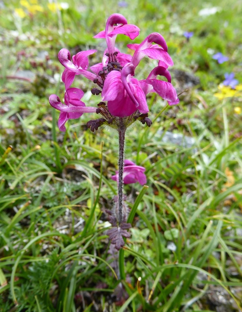 Pedicularis confertiflora photo 7