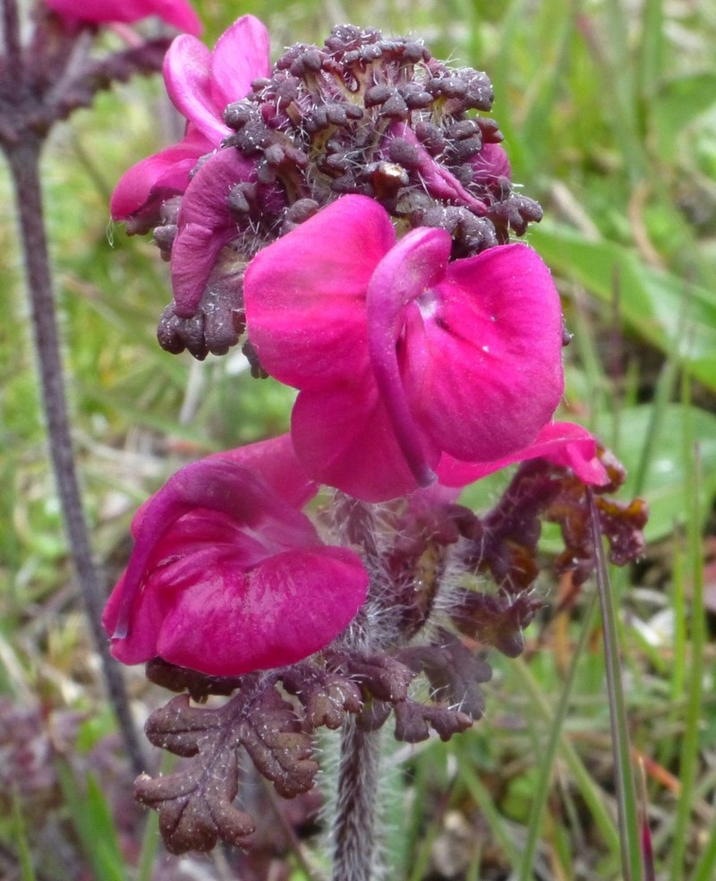 Pedicularis confertiflora photo 8