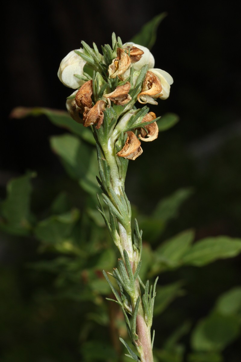Coiled Lousewort