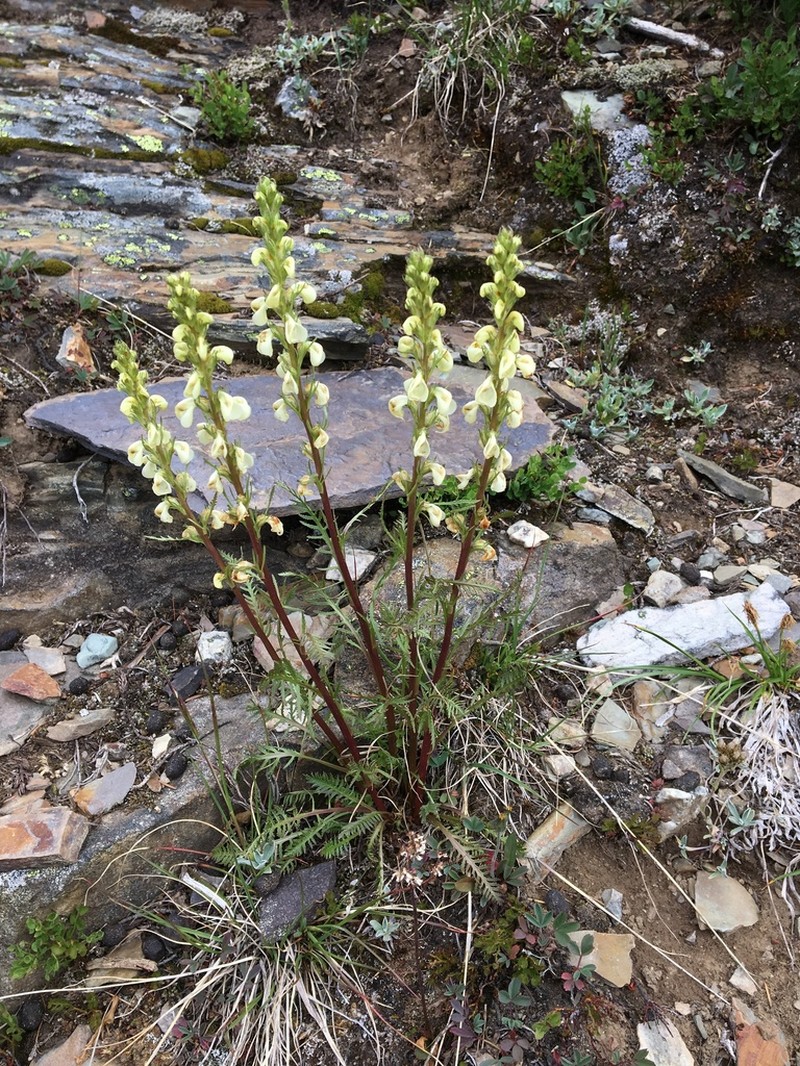 Coiled Lousewort photo 2
