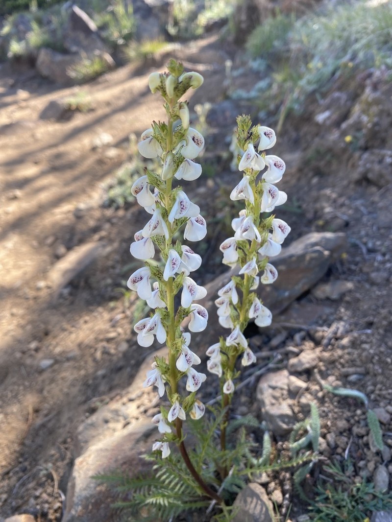 Coiled Lousewort photo 3