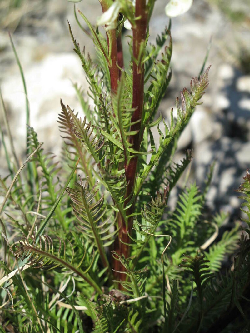 Coiled Lousewort photo 5