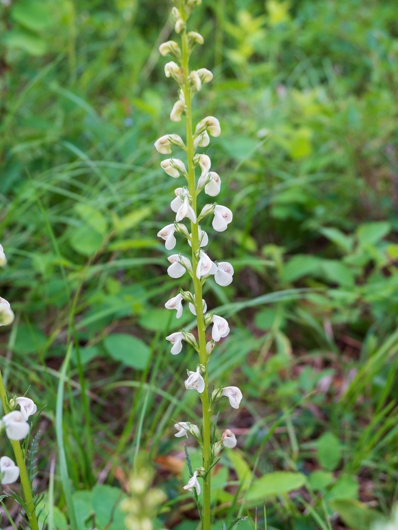 Coiled Lousewort photo 6