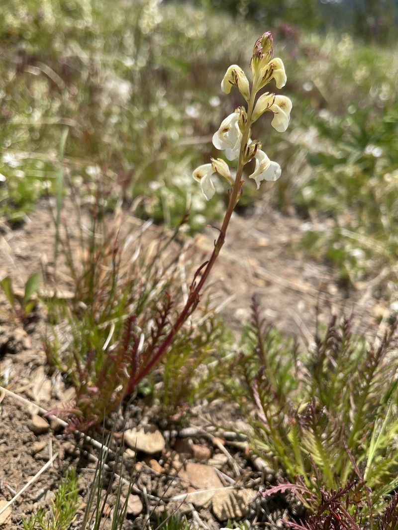 Pedicularis contorta var. contorta