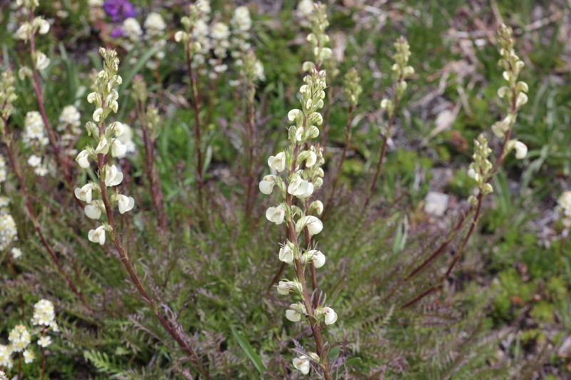 Pedicularis contorta var. contorta photo 2