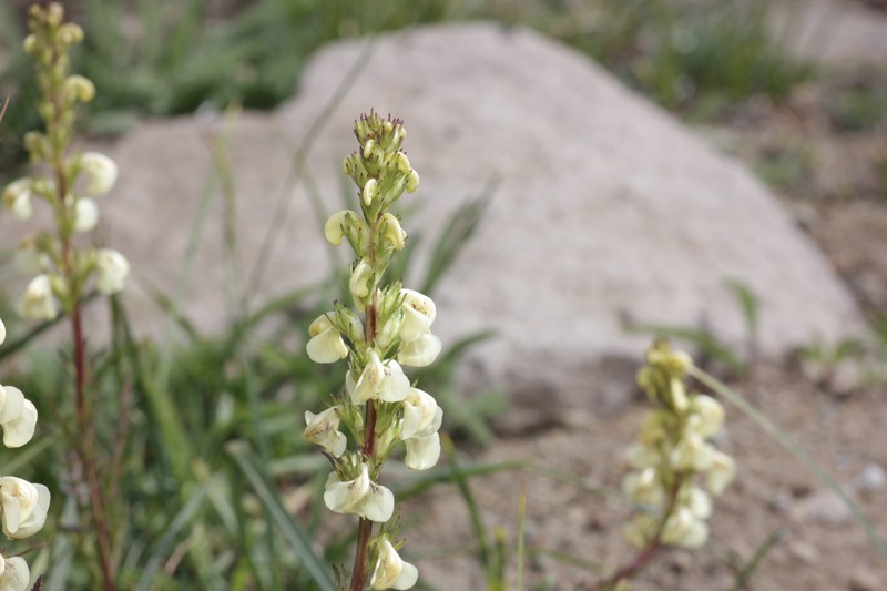 Pedicularis contorta var. contorta photo 3