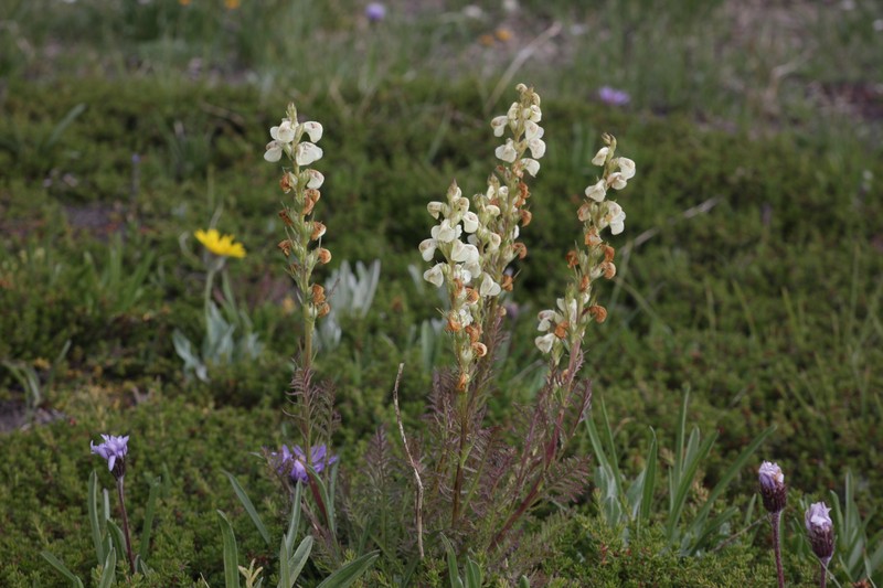 Pedicularis contorta var. contorta photo 4