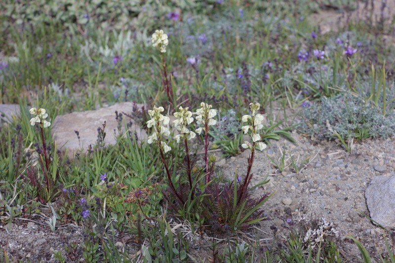 Pedicularis contorta var. contorta photo 5