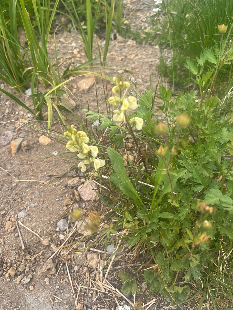 Pedicularis contorta var. contorta photo 6