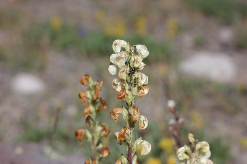 Pedicularis contorta var. contorta photo 7