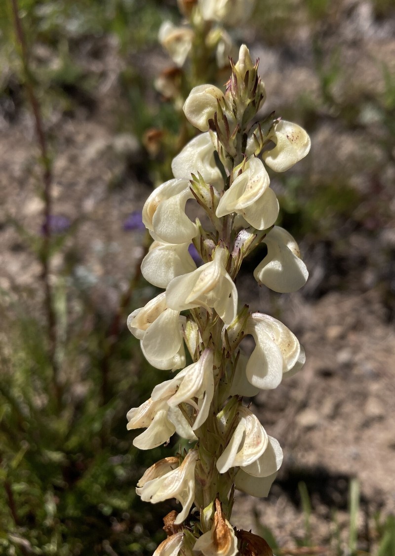 Pedicularis contorta var. contorta photo 8