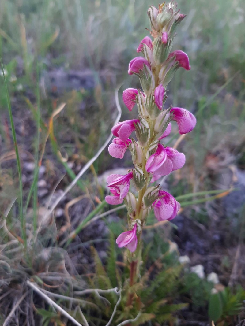 Pedicularis contorta var. ctenophora
