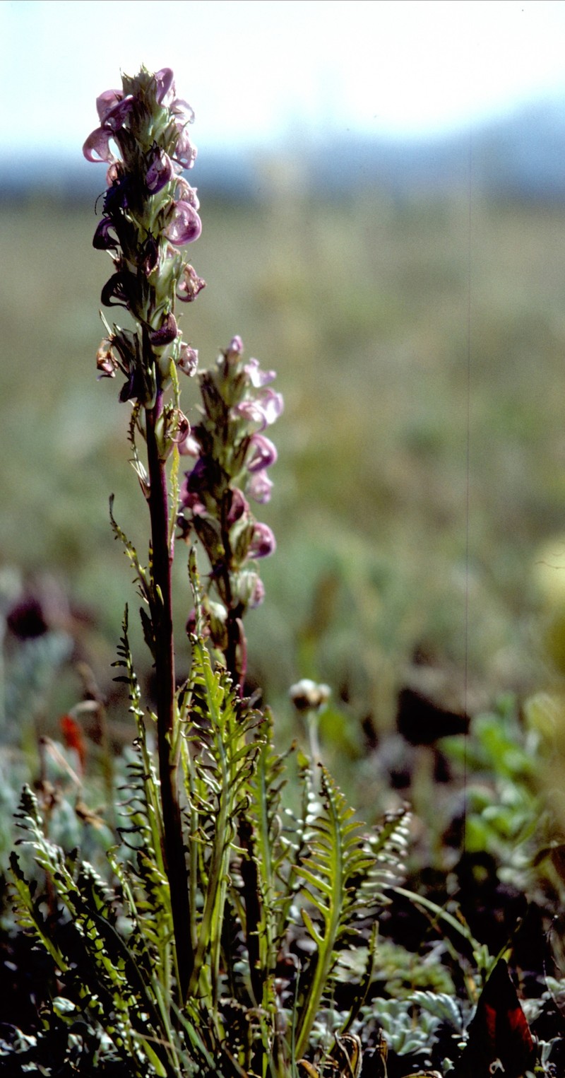 Pedicularis contorta var. ctenophora photo 2