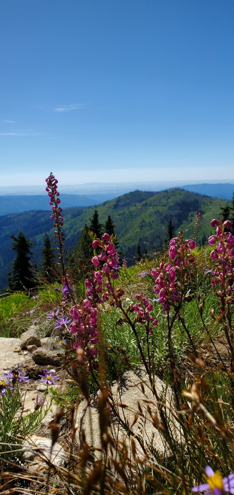 Pedicularis contorta var. rubicunda