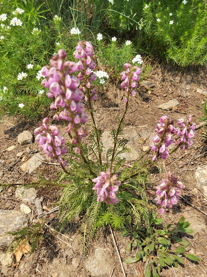 Pedicularis contorta var. rubicunda photo 2