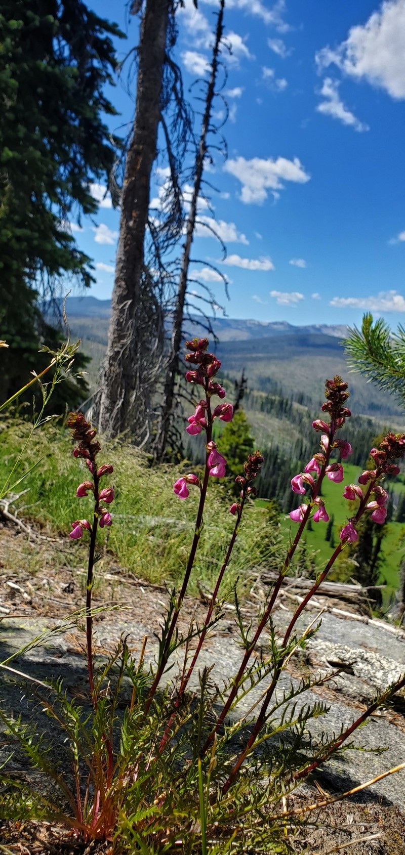 Pedicularis contorta var. rubicunda photo 3