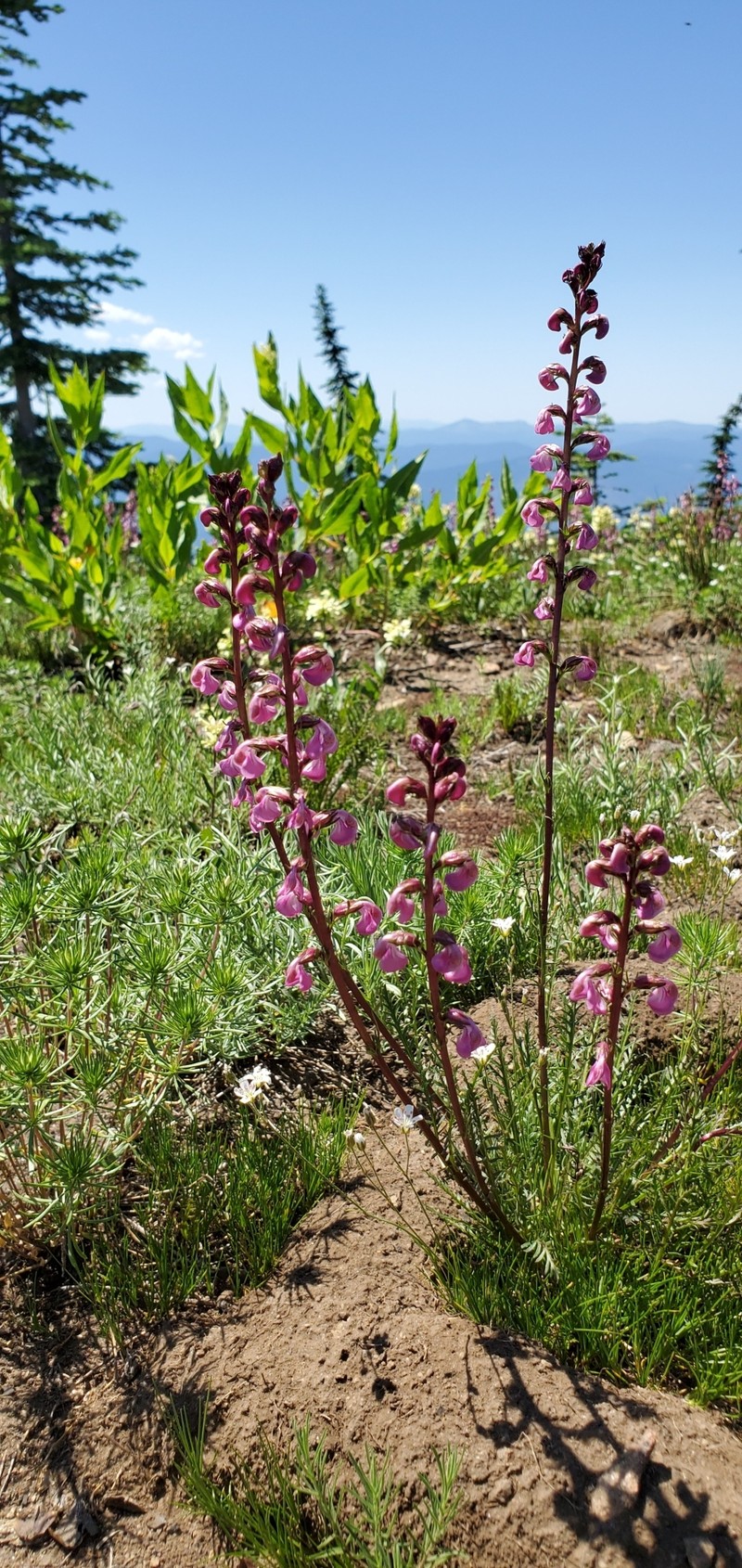 Pedicularis contorta var. rubicunda photo 4