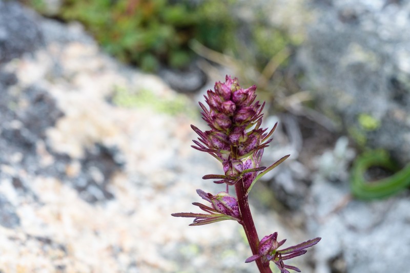 Pedicularis contorta var. rubicunda photo 5