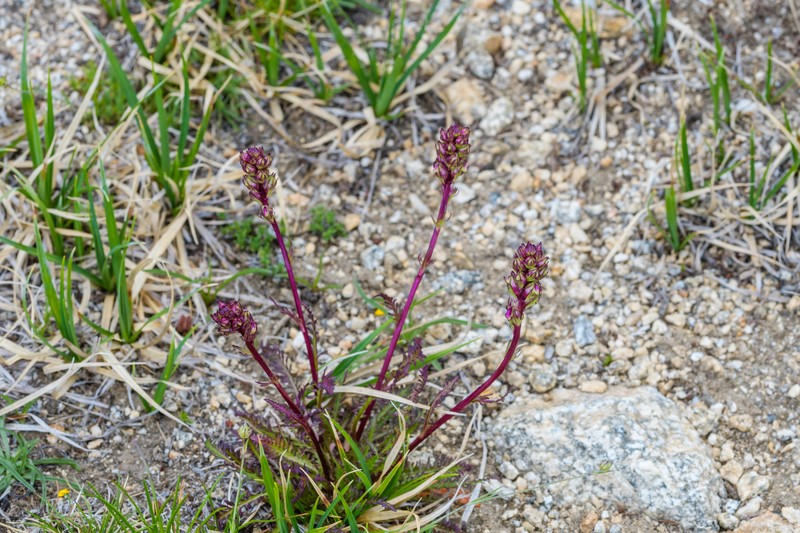 Pedicularis contorta var. rubicunda photo 6