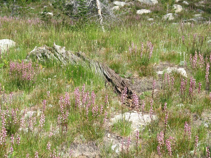 Pedicularis contorta var. rubicunda photo 7