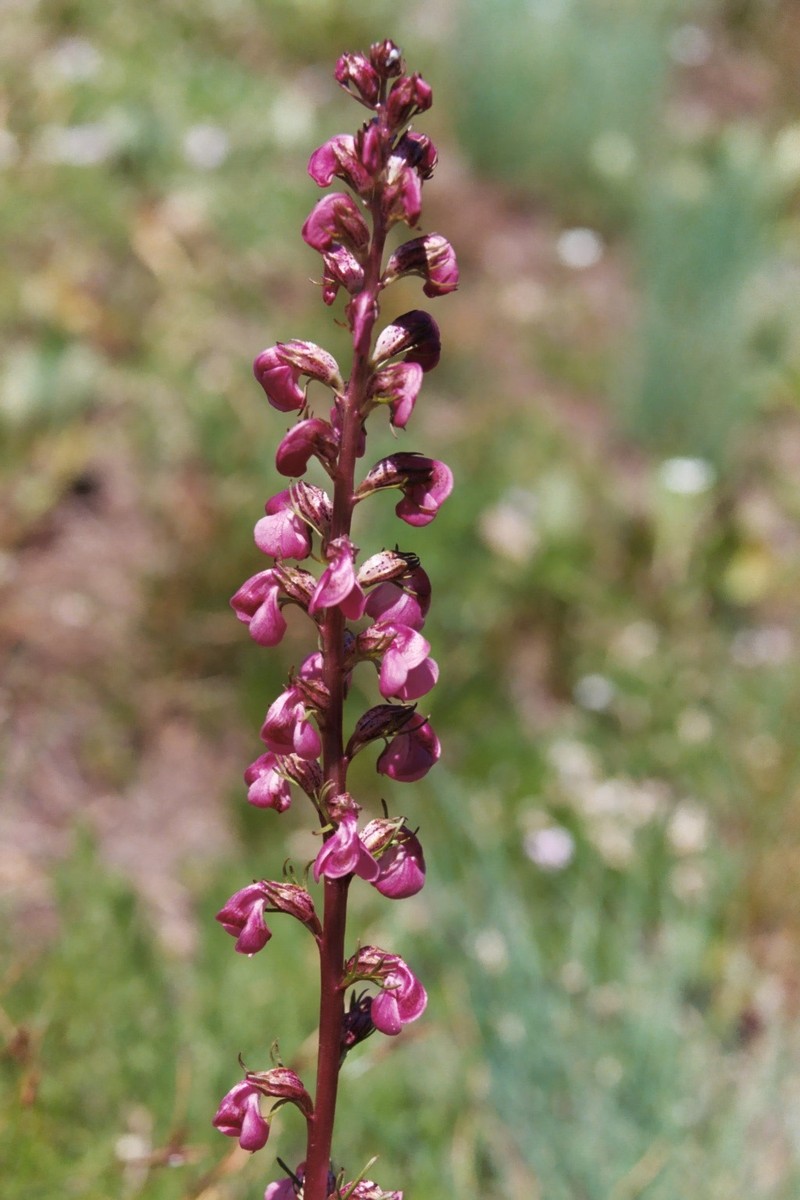 Pedicularis contorta var. rubicunda photo 8