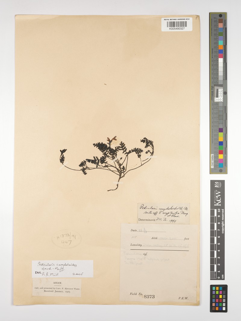 Pedicularis corydaloides