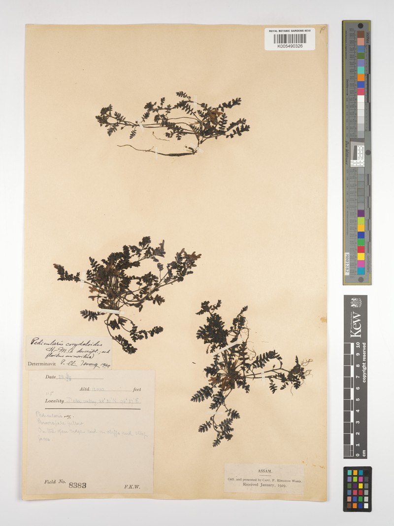 Pedicularis corydaloides photo 2