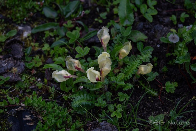 Pedicularis corymbifera