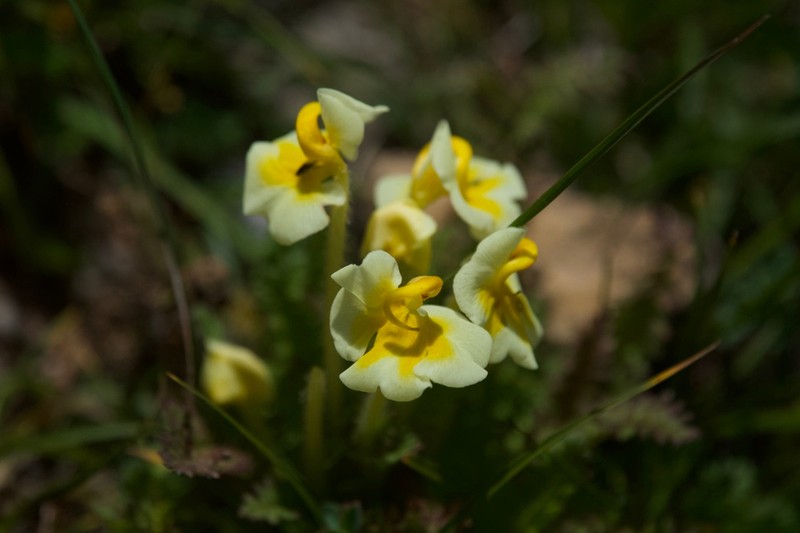 Pedicularis cranolopha