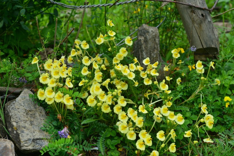 Pedicularis cranolopha photo 2