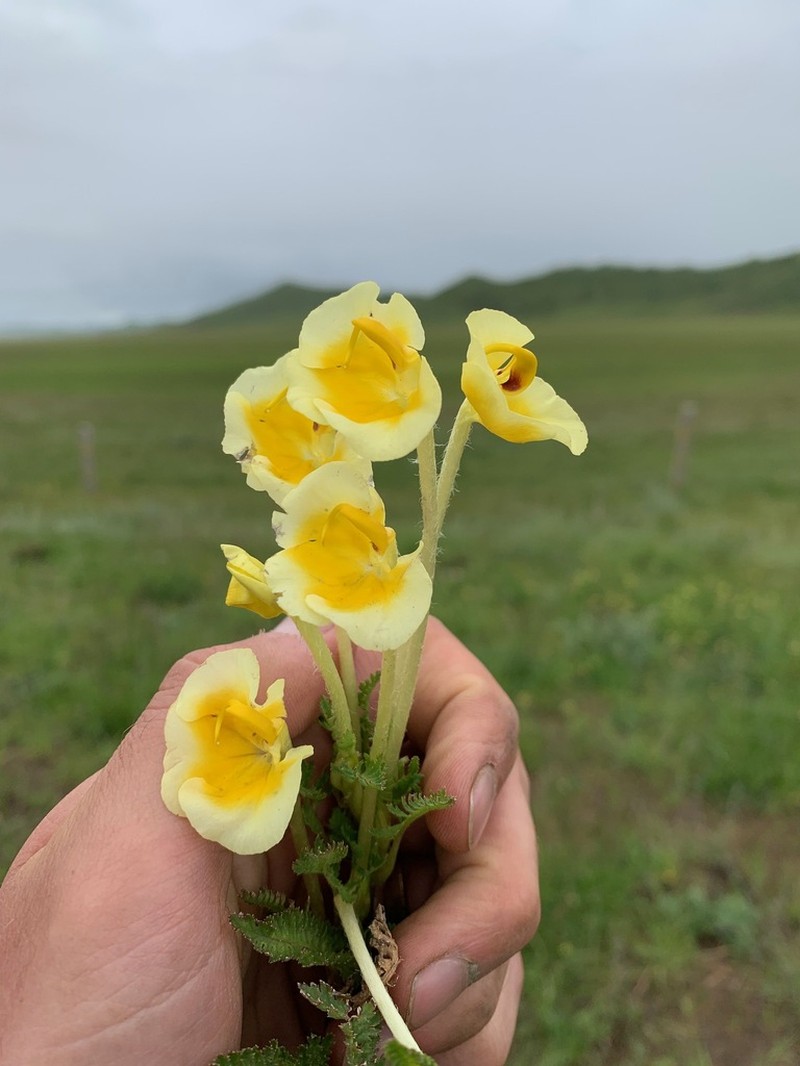 Pedicularis cranolopha photo 3