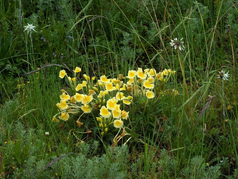 Pedicularis cranolopha photo 4
